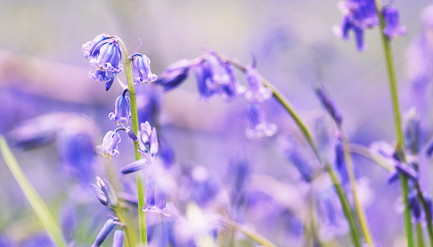 Purple flowers close up